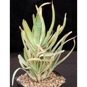 Aloe lineata (Strap Form) one-gallon pots