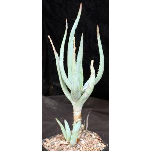 Aloe lineata (Blue Strap Form) one-gallon pots