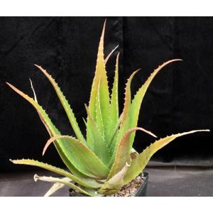 Aloe lolwensis one-gallon pots