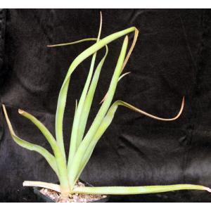 Aloe lomatophylloides 5-inch pots
