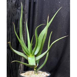 Aloe lutescens 2-gallon pots