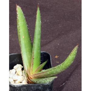 Aloe lutescens 2-inch pots