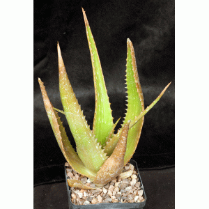Aloe macleayi 5-inch pots
