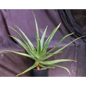 Aloe macrosiphon 2-gallon pots