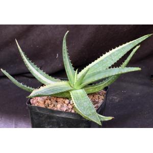 Aloe maculata (variegated) one-gallon pots