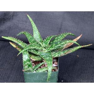 Aloe mcloughlinii (Blue Nile form) 4-inch pots