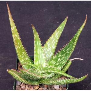 Aloe mcloughlinii (Blue Nile form) 4-inch pots