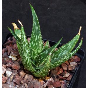 Aloe mcloughlinii (Blue Nile form) 5-inch pots