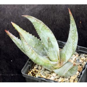 Aloe meyeri 4-inch pots