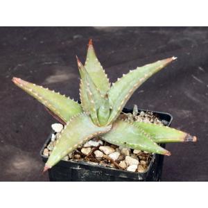 Aloe meyeri 4-inch pots