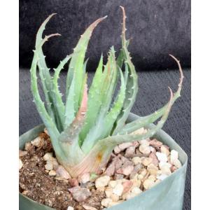 Aloe microstigma x humilis 5-inch pots