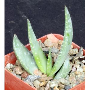 Aloe microstigma 3-inch pots
