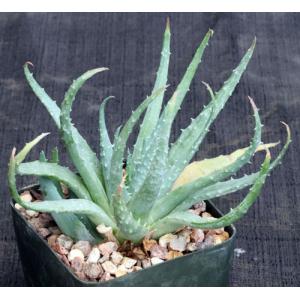 Aloe microstigma x humilis 5-inch pots