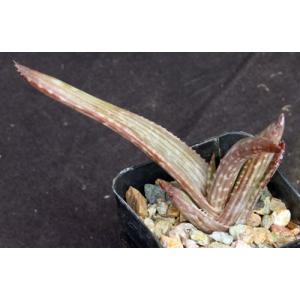 Aloe monotropa 2-inch pots