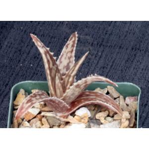 Aloe mossurilensis 4-inch pots