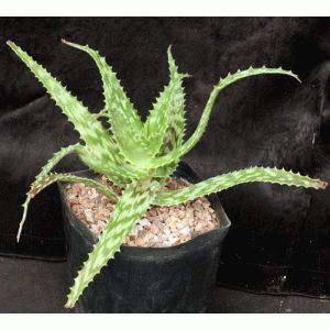 Aloe mossurilensis one-gallon pots
