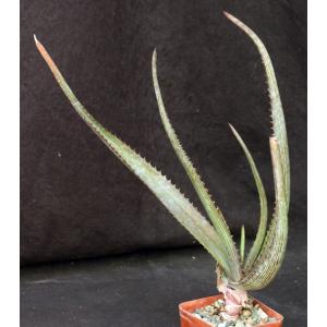 Aloe mudenensis 4-inch pots