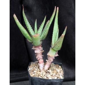 Aloe mudenensis one-gallon pots