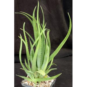 Aloe munchii one-gallon pots