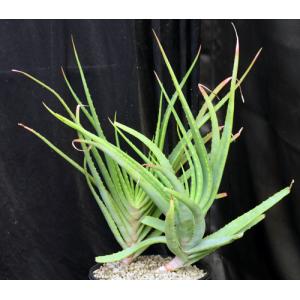 Aloe mutabilis 2-gallon pots