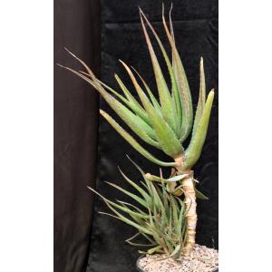 Aloe mzimbana 2-gallon pots