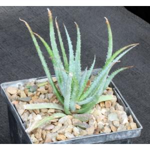 Aloe parvula hybrid 5-inch pots
