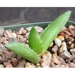 Aloe pearsonii 4-inch pots