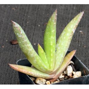 Aloe pearsonii (yellow flower) 2-inch pots