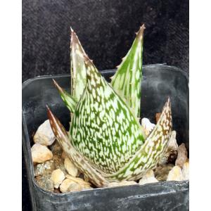 Aloe peckii 2-inch pots