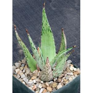Aloe peckii 5-inch pots