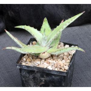 Aloe peckii 5-inch pots