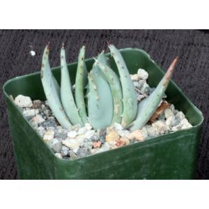 Aloe peglerae 4-inch pots