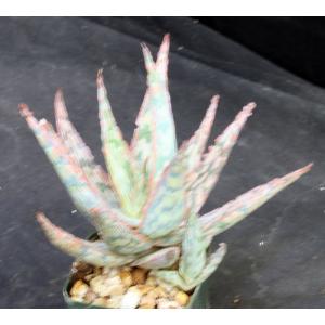 Aloe cv Pink Blush 3-inch pots