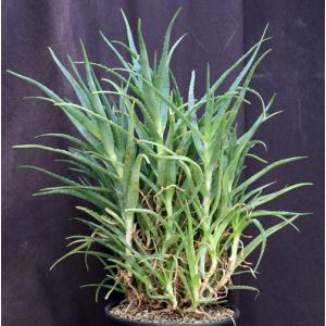 Aloe pluridens 2-gallon pots