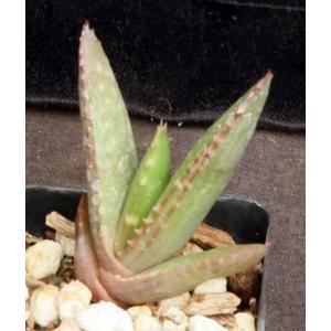 Aloe pearsonii (yellow flower) 2-inch pots