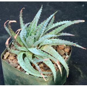 Aloe pratensis 5-inch pots