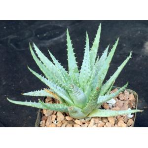 Aloe pratensis 5-inch pots