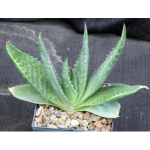 Aloe prinslooi 5-inch pots