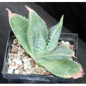 Aloe prinslooi 5-inch pots