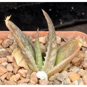 Aloe prinslooi 4-inch pots