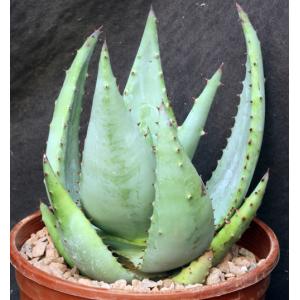 Aloe reitzii one-gallon pots