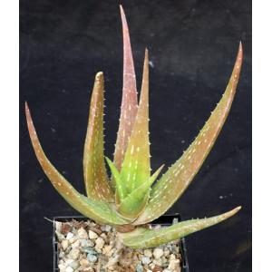 Aloe rendilliorum 5-inch pots
