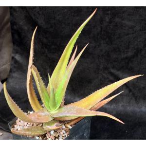 Aloe rendilliorum one-gallon pots