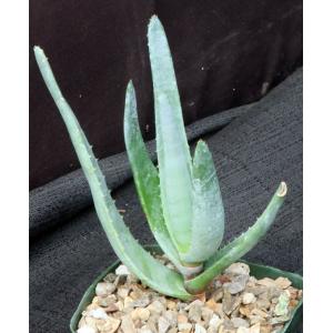 Aloe richaudii 5-inch pots