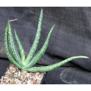 Aloe rigens 5-inch pots