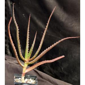 Aloe rupestris 5-inch pots