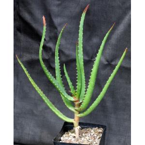 Aloe rupestris one-gallon pots