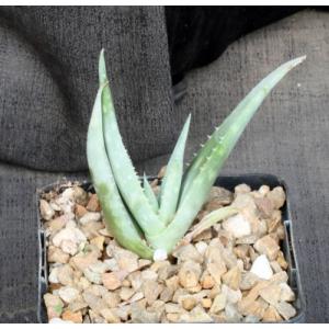 Aloe scabrifolia 4-inch pots