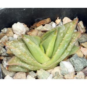 Aloe scobinifolia 2-inch pots