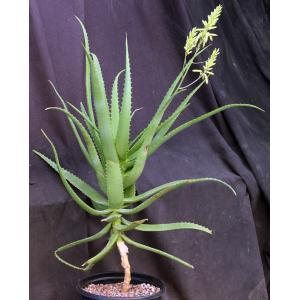 Aloe scorpiodes 2-gallon pots